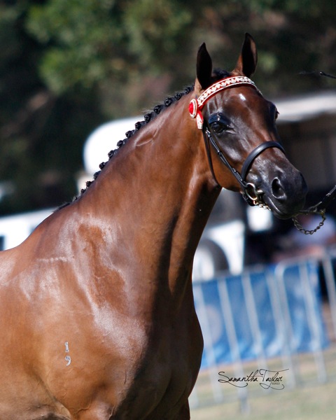 horse-show-2025-corowa